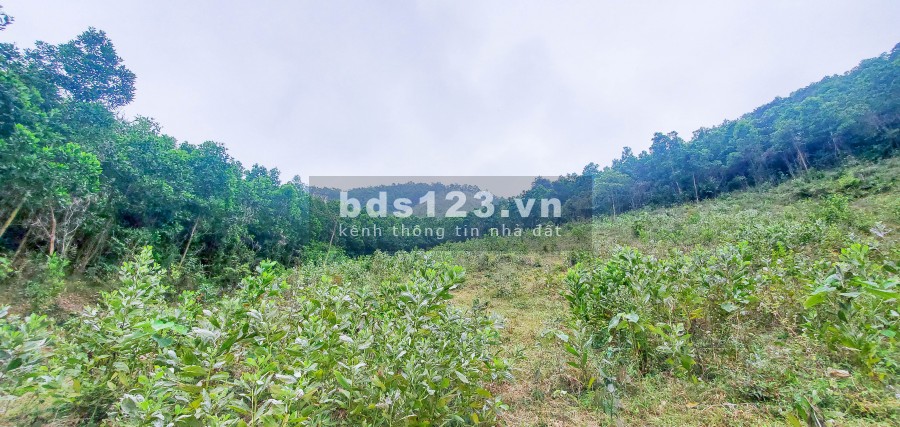 Quá Rẻ – 500tr/Ha Đất Hòa Bình Nằm Gần Đường Lớn