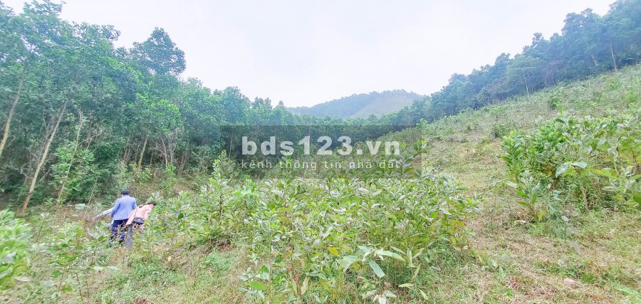 Quá Rẻ – 500tr/Ha Đất Hòa Bình Nằm Gần Đường Lớn