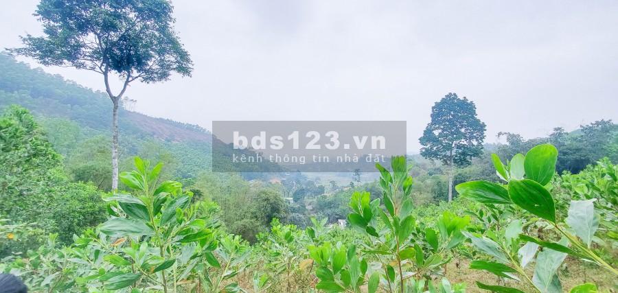 Quá Rẻ – 500tr/Ha Đất Hòa Bình Nằm Gần Đường Lớn