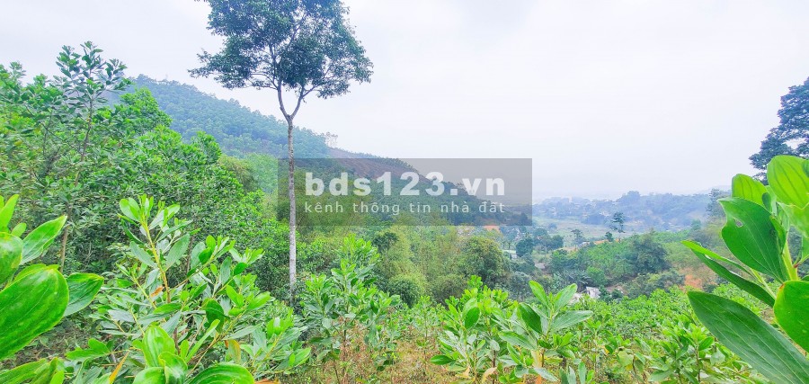 Quá Rẻ – 500tr/Ha Đất Hòa Bình Nằm Gần Đường Lớn