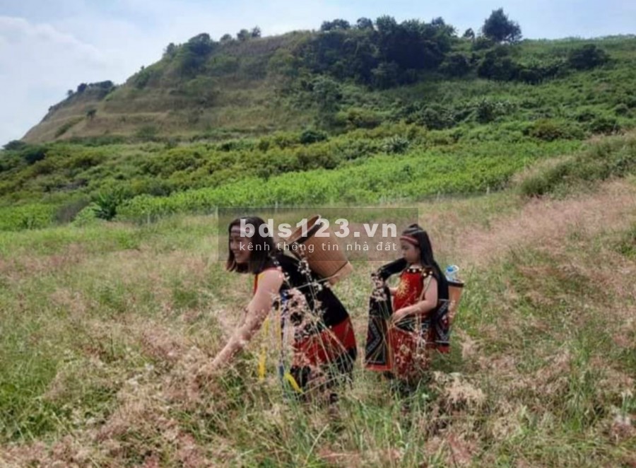 Nhà đất Đà Lạt cần bán nhà View thành phố, săn mây, ngắm cảnh thích hợp làm khu nghĩ dưỡng, đầu tư sinh lời quán cfhomestay