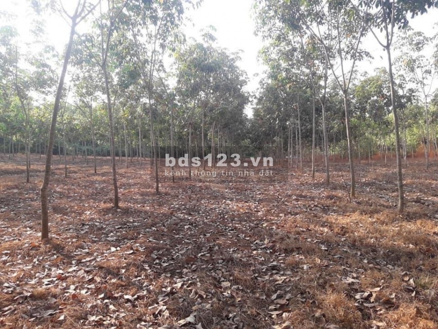 BÁN ĐẤT SIÊU RẺ TẠI ẤP 6- XÃ TÂN THÀNH-ĐỒNG XOÀI- BÌNH PHƯỚC