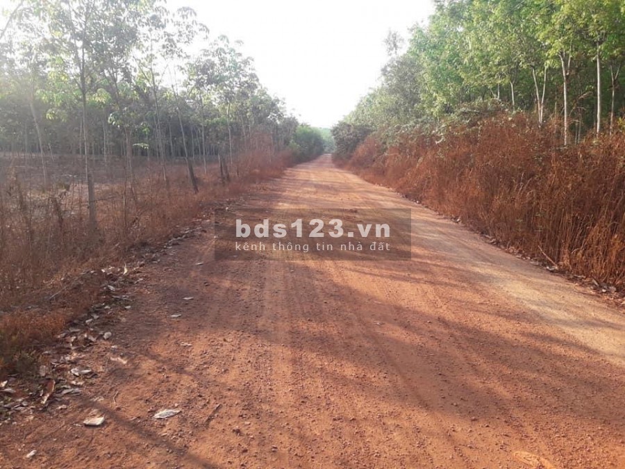 BÁN ĐẤT SIÊU RẺ TẠI ẤP 6- XÃ TÂN THÀNH-ĐỒNG XOÀI- BÌNH PHƯỚC