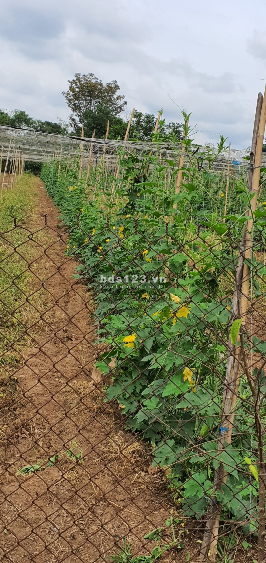 ĐẤT nền SHR, GIÁ không thể tốt hơn - Bà Rịa - Vòng xoay Hắc Dịch