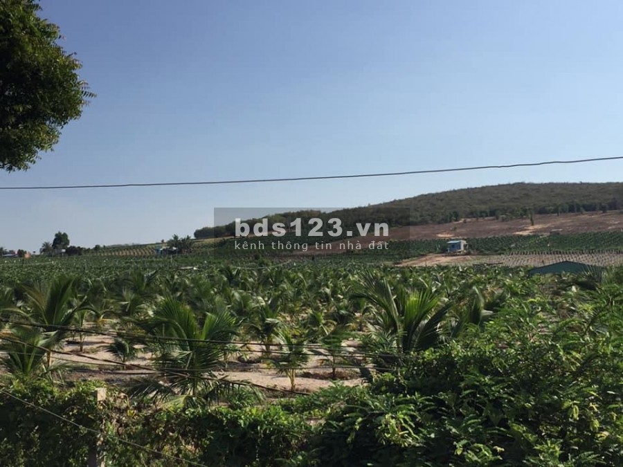 Bán 25,810m2 đất nông nghiệp hồng thái sát đường liên xã chỉ 90k/m2 Lh 0938677909 Hiền