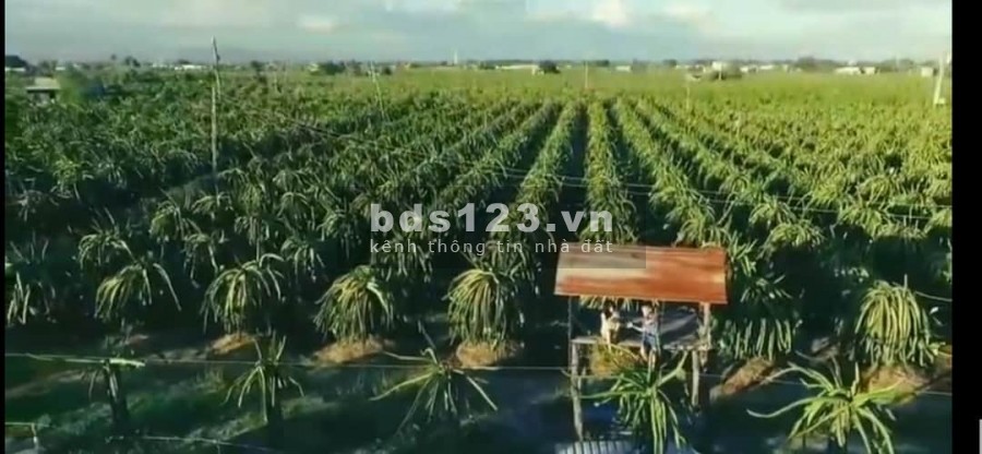 2 lô đất nông nghiệp hồng thái vị trí đẹp cho khách tài chính thấp chỉ 320 triệu Lh 0938677909 Hiền