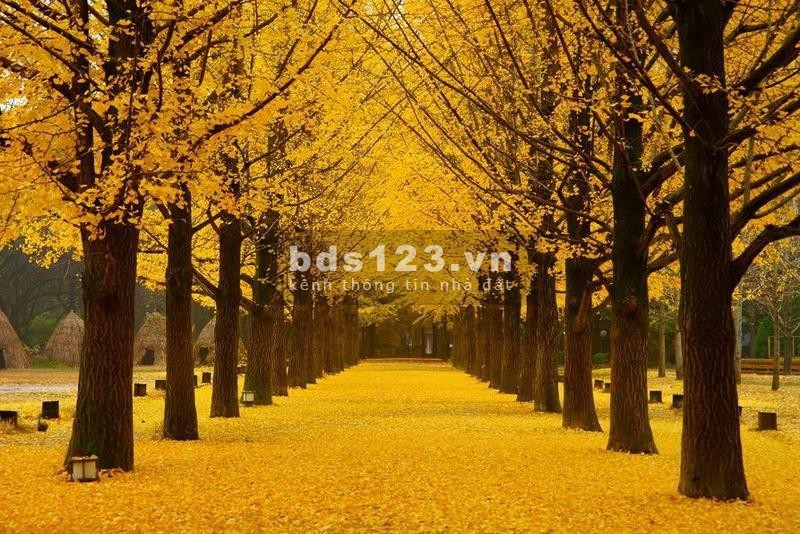 BÁN LÔ VEN SUỐI DIỆN TÍCH 217M2, LUX FOREST CAO ĐỘ 30M, CK 10%, VAY 0% 24 THÁNG, TẶNG CÂY MAI VÀNG