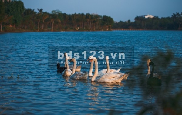 BÁN LÔ VEN SUỐI DIỆN TÍCH 217M2, LUX FOREST CAO ĐỘ 30M, CK 10%, VAY 0% 24 THÁNG, TẶNG CÂY MAI VÀNG