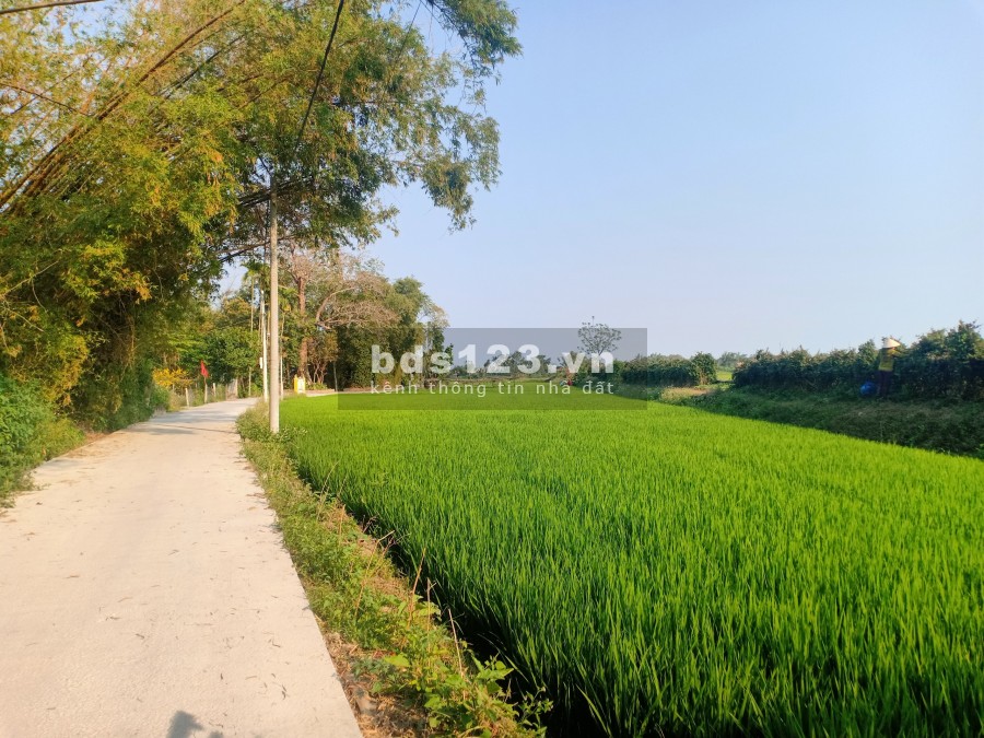Lô đất làng cổ Phong Nam Hòa Châu