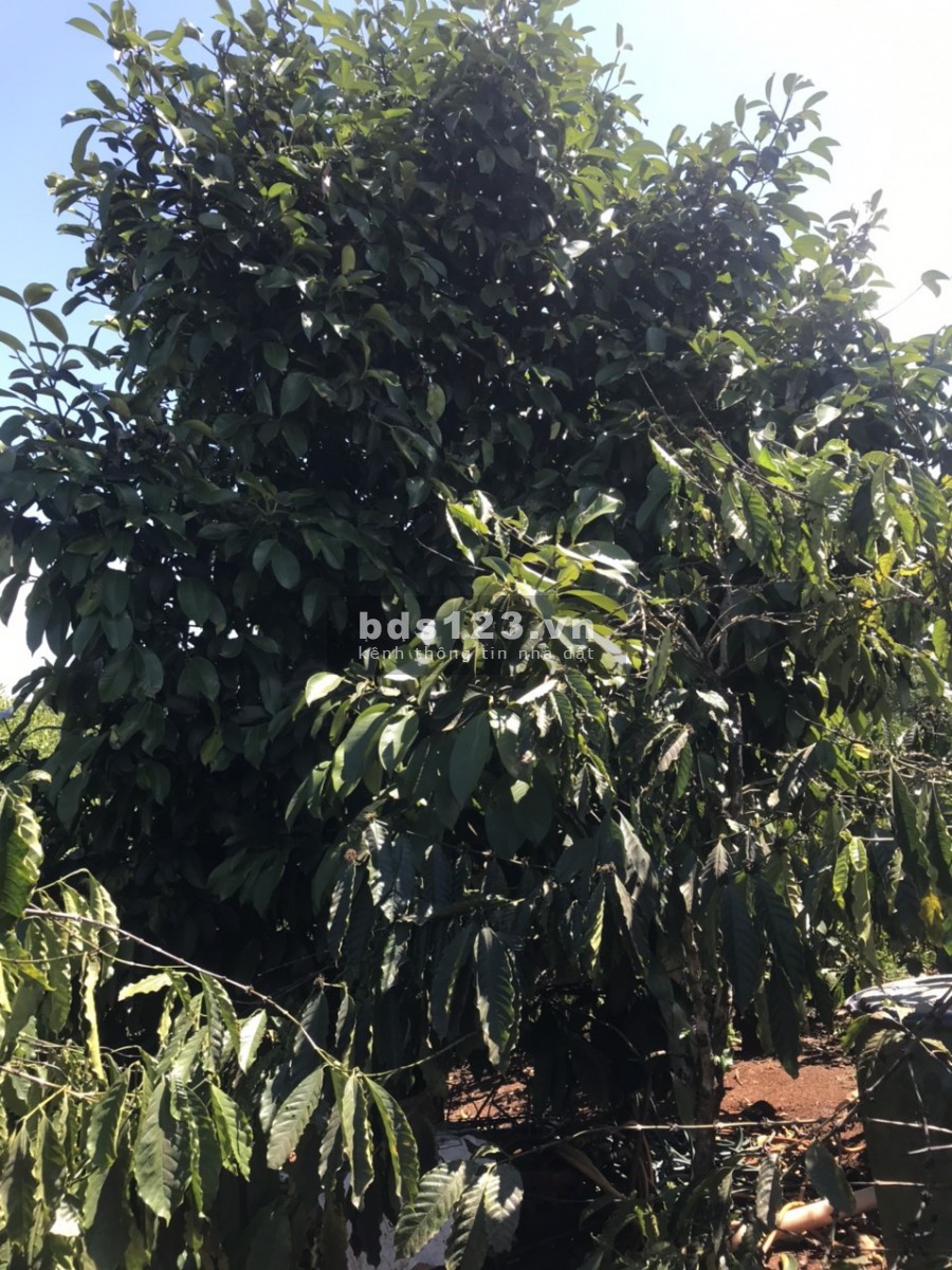 Cần bán lô đất xã Lộc An huyện Bảo Lâm đất cây ăn trái có sẵn