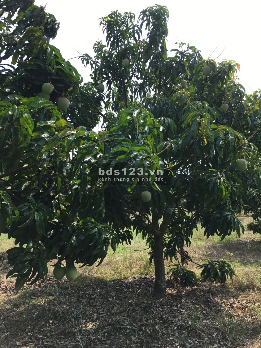 Cần tiền kinh doanh bán gấp lô đất vườn 1000m2 giá chỉ 565tr ở Định Quán , Đồng Nai.