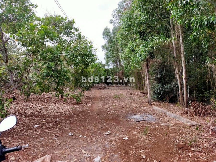 Cần Bán 7 Xào Đất Làm Vườn Biệt Thự Bao Đẹp Long Tân Bà Rịa