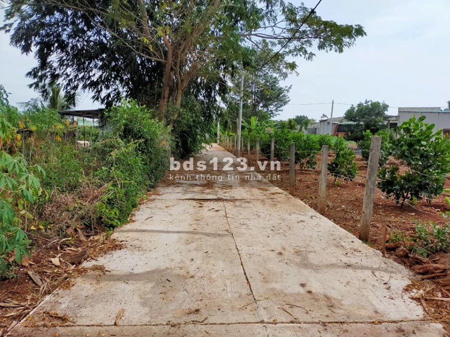 Cần Bán 7 Xào Đất Làm Vườn Biệt Thự Bao Đẹp Long Tân Bà Rịa