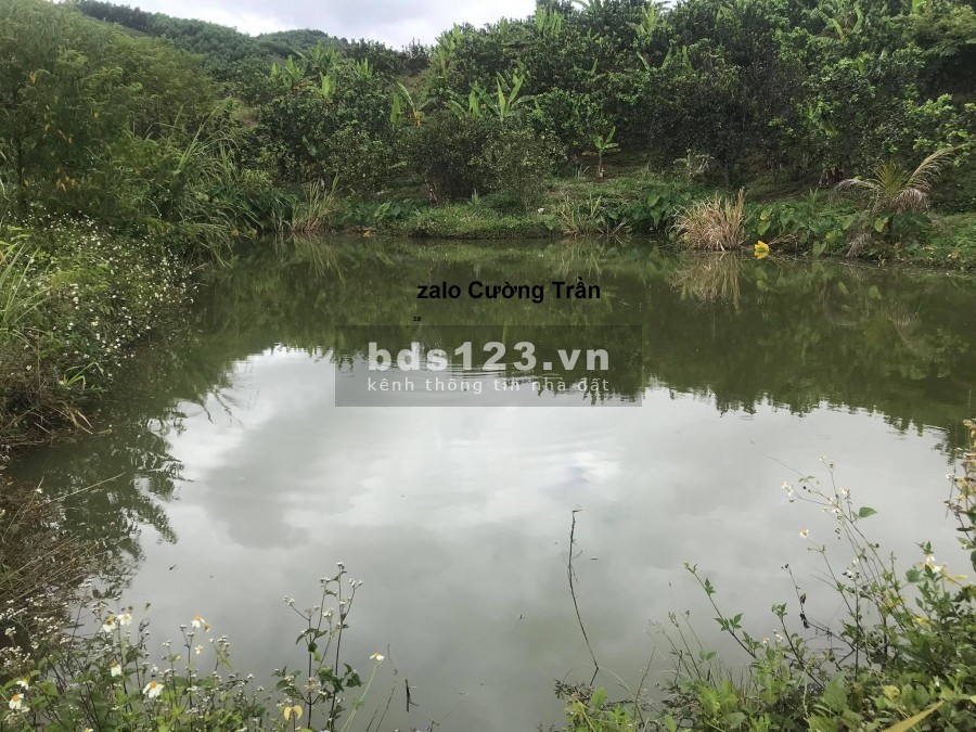 Bán vườn bưởi 5ha3 giá chỉ 100k/m2 gần kdl thác YangBay LH 0788.558.552