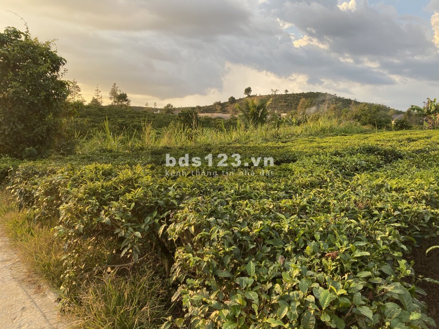 Blaosere bán lô đất 2000m2 vườn trà bằng có suối
