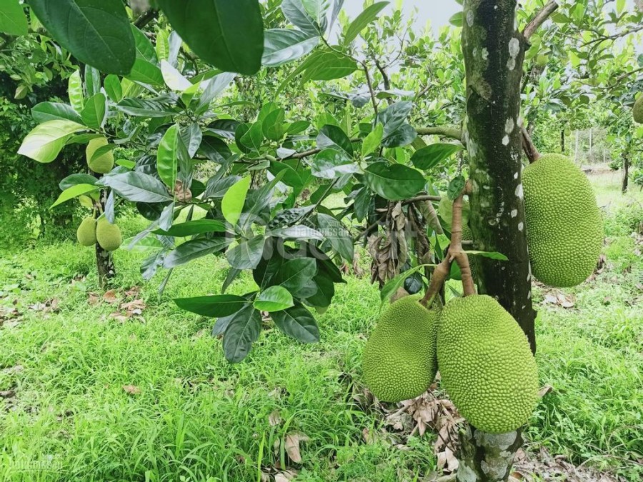 CẦN TIỀN BÁN GẤP LÔ ĐẤT Mặt tiền đường Bà Thiên 279m2, nhựa lộ giới 25m chỉ 2ty8