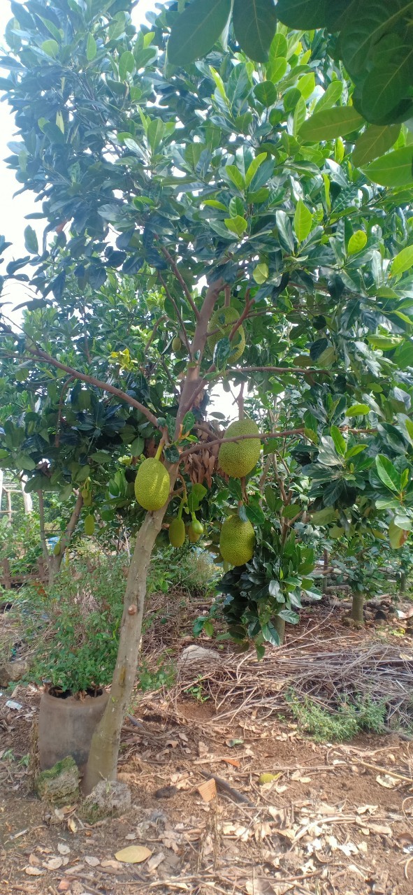 Bán Lô Đất Vị Trí Đẹp Diện Tích Rộng Giá Rẻ Nhất Khu Tân Phú Đồng Nai 10000m2