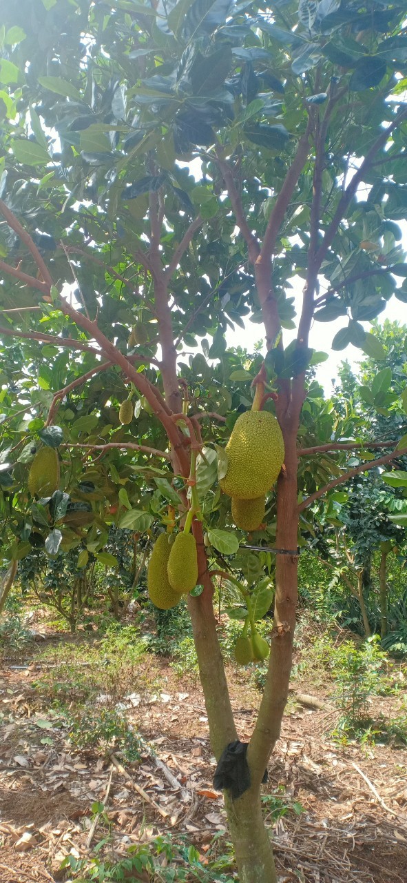 Bán Lô Đất Vị Trí Đẹp Diện Tích Rộng Giá Rẻ Nhất Khu Tân Phú Đồng Nai 10000m2