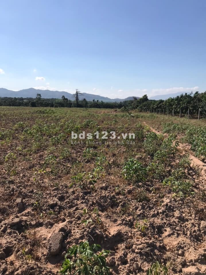 ĐẤT ĐÓN ĐẦU HẠ TẦNG SÂN BAY PHAN THIẾT CAO TỐC