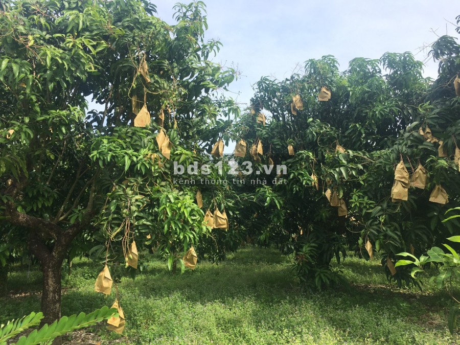 Bán lô đất vườn trồng xòai dt (20x50) giá 540tr o định quán Đồng Nai.