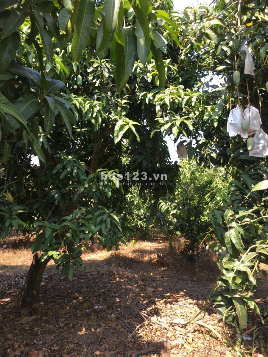 Bán lô đất vườn trồng xòai dt (20x50) giá 540tr o định quán Đồng Nai.