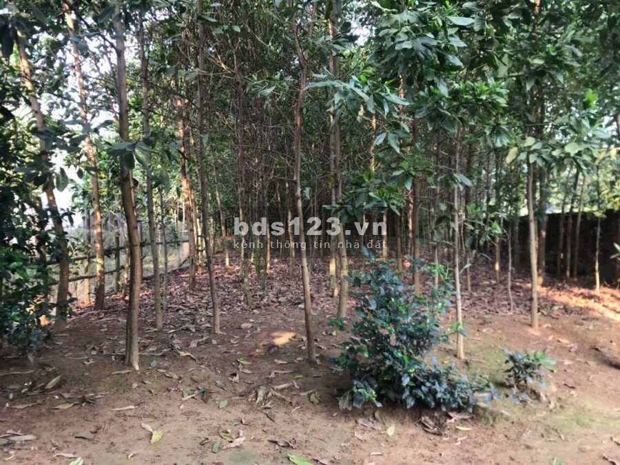 BÁN ĐẤT DỰ ÁN SUDICO - SIÊU PHẨM NGHỈ DƯỠNG 5000M TẠI TIẾN XUÂN THẠCH THẤT HÀ NỘI