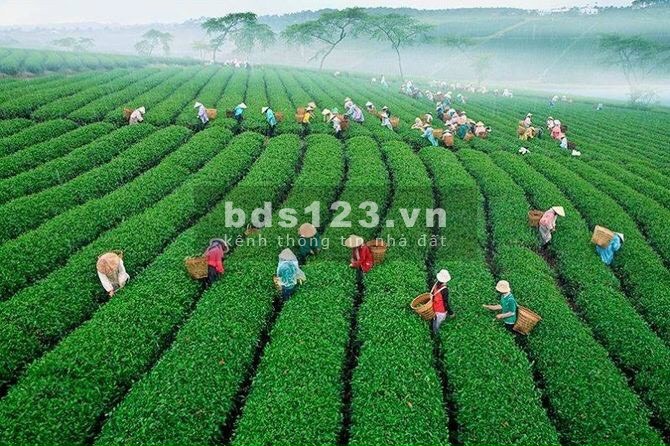 520m2 giá 750tr, siêu lợi nhuận, nghỉ dưỡng không bao giờ sợ rớt giá. Bảo Lộc