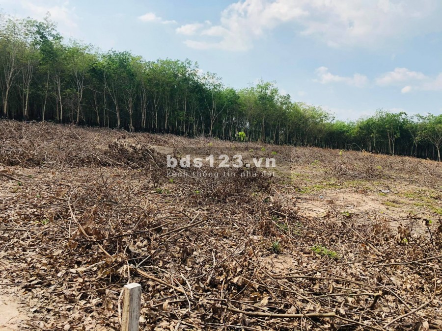 Đất vườn Bình Dương giá rẻ ở Minh Tân, Dầu Tiếng