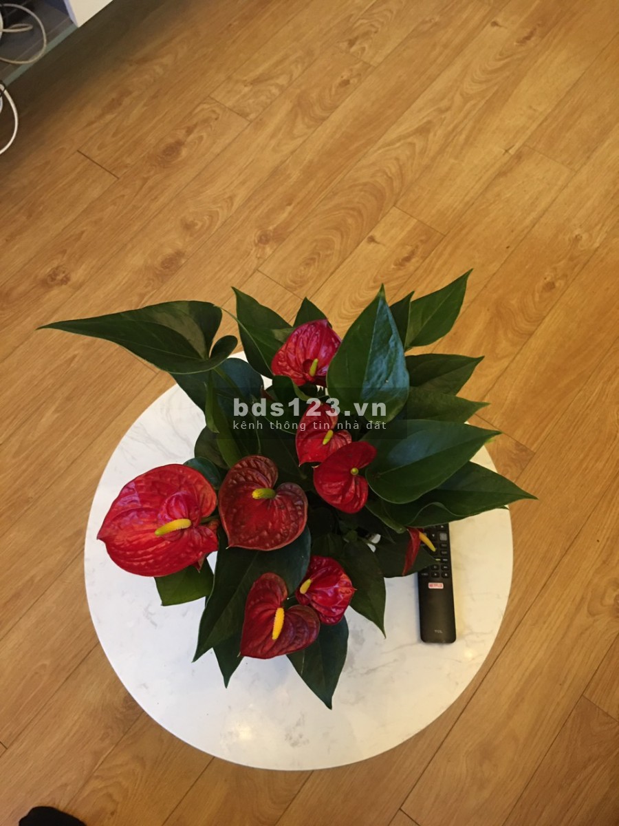 Cho thuê nhanh căn hộ Topaz Home 2 phòng ngủ giá 6 triệu/tháng, diện tích sử dụng 51m2