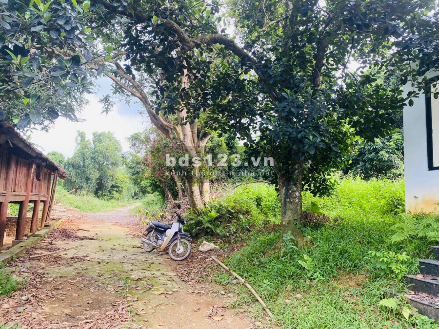 BÁN HƠN 4HA KHUÔN VIÊN CƠ BẢN ĐẸP Ở LƯƠNG SƠN