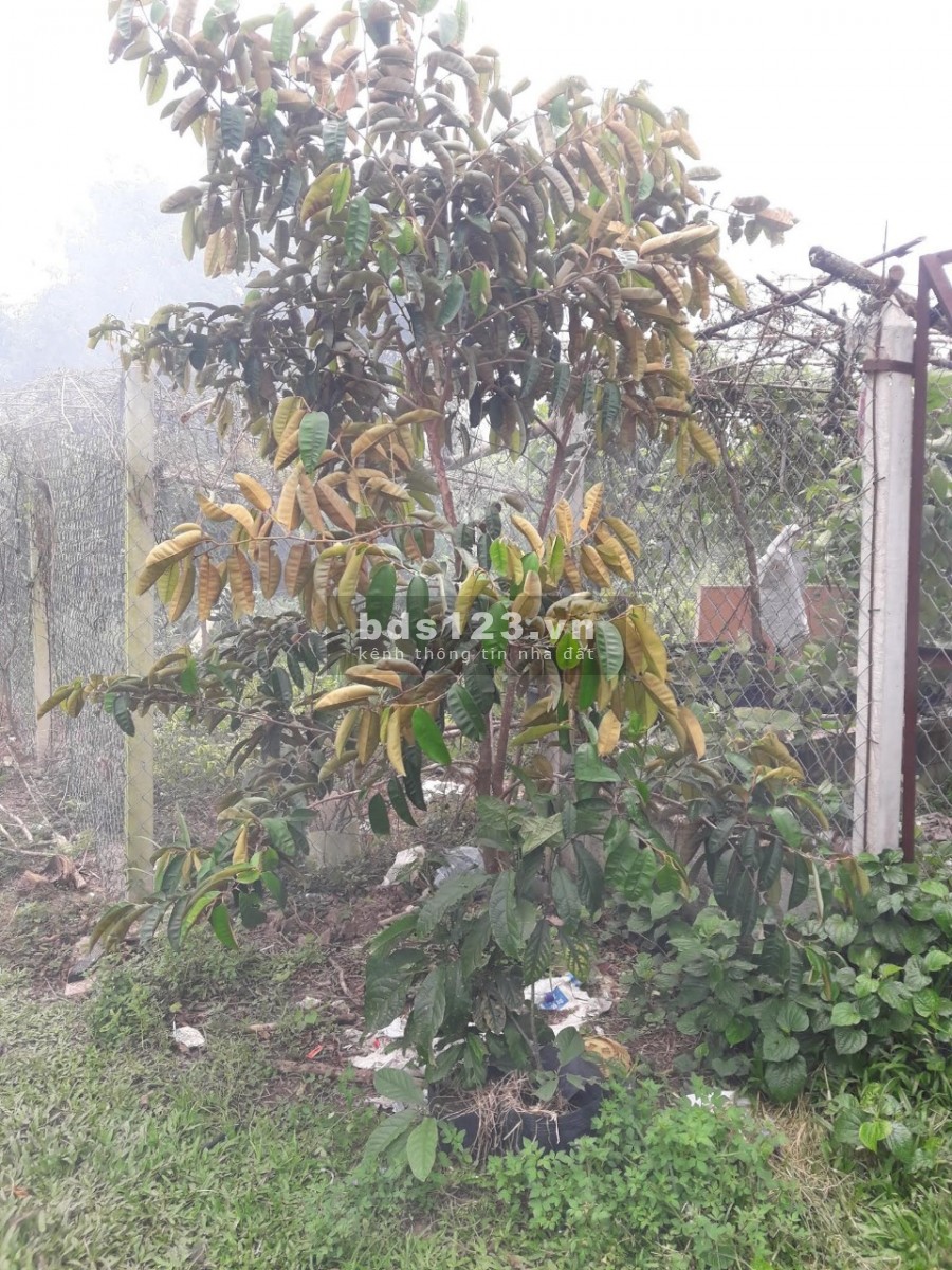 Nhà Tân Thông Hội, Củ Chi 24x52=1029m2 đường 9m, giá 3 tỷ9