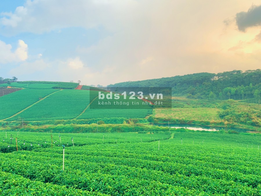 Đất nền Bảo Lộc mặt đường chính đối diện đồi chè Tâm Châu