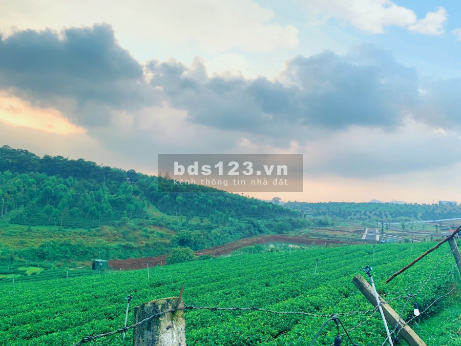 Đất nền Bảo Lộc mặt đường chính đối diện đồi chè Tâm Châu