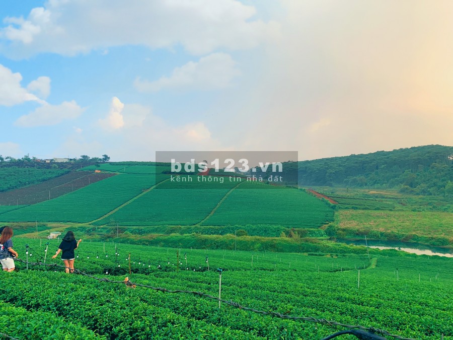 Đất nền Bảo Lộc mặt đường chính đối diện đồi chè Tâm Châu