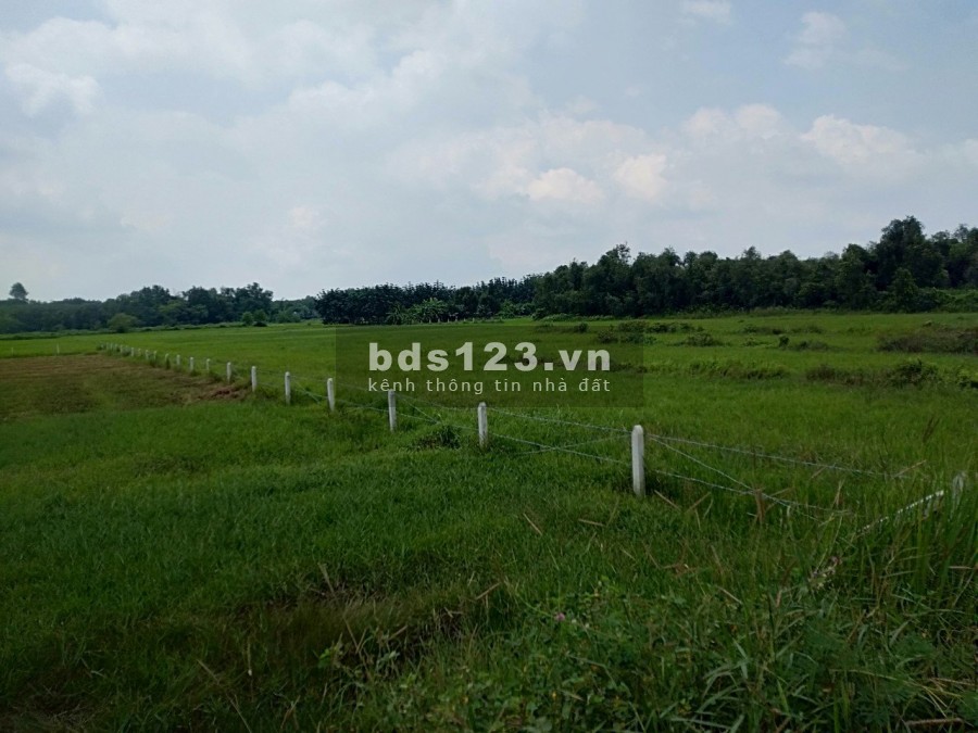 1667m2 đất trồng cây lâu năm mặt tiền đường 8m 1 tỷ 700tr