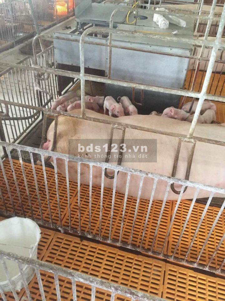 Sang nhượng trang trại lợn 2 hecta Hòa Bình