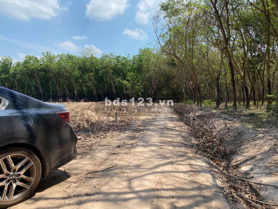 Bán1200m2 Đất Giá Siêu RẺ tại Dầu Tiếng, Bình Dương