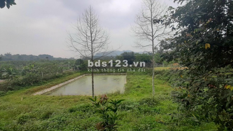 BÁN ĐẤT YÊN BÌNH THẠCH THẤT - CẦN BÁN NHANH 2500M VIEW CAO THOÁNG TẠI YÊN BÌNH