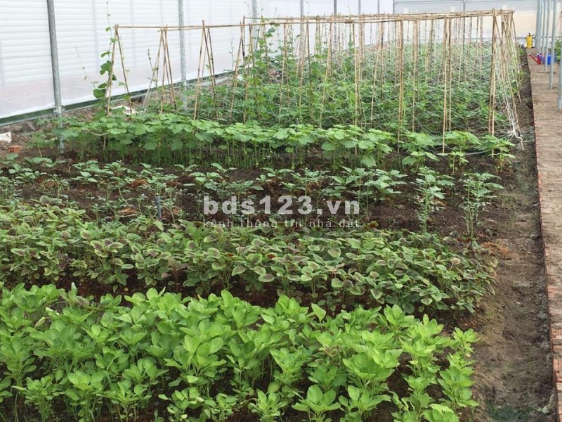 Bán1200m2 Đất Giá Siêu RẺ tại Dầu Tiếng, Bình Dương