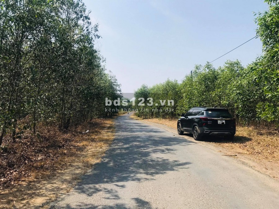 Bán đất cây lâu năm 2 mặt tiền rộng 7.000m2 thôn 5 xã Diên Đồng