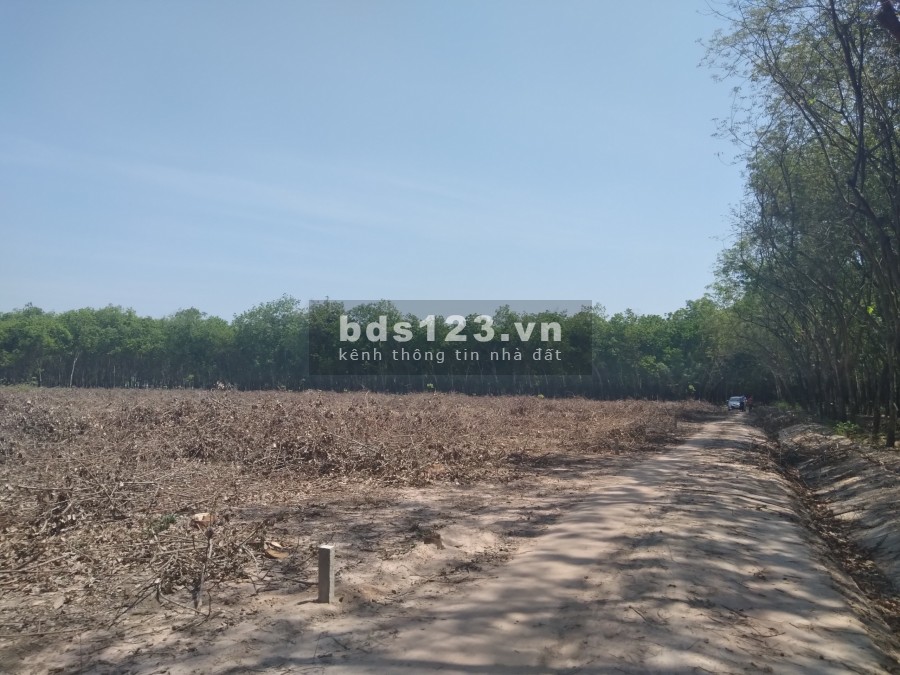 2 LÔ ĐẤT VƯỜN ǁ DT 1000M2 ǁ DẦU TIẾNG ǁ BÌNH DƯƠNG GIÁ RẺ ǁ 520TR ǁ CHÍNH CHỦ ǁ SỔ HỒNG TRAO TAY