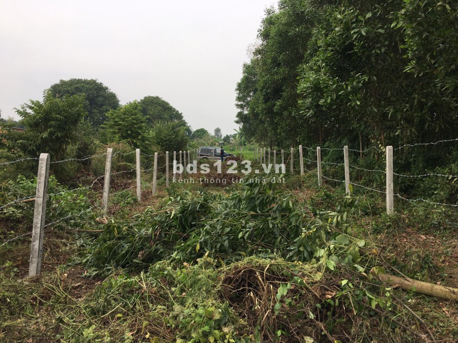 Kẹt tiền bán đất 6x42 số đỏ trao tay tại Võ Thị Sáu Huyện Đất Đỏ Bà Rịa