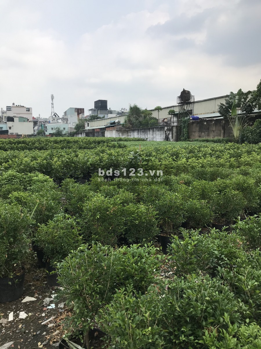 Cho thuê đất 2400m2- 9000m2 MT An Phú Đông 9 Quận 12 gần Nhà hàng