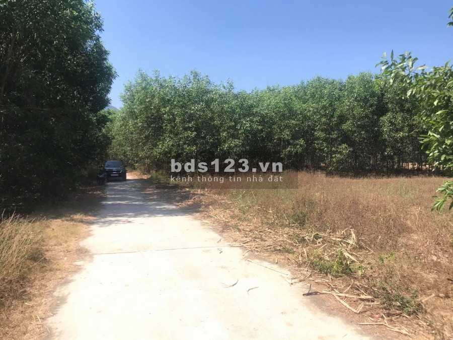Đất cây hàng năm cần bán 1ha gần bên đường nhựa xã Diên Tân giá rẻ