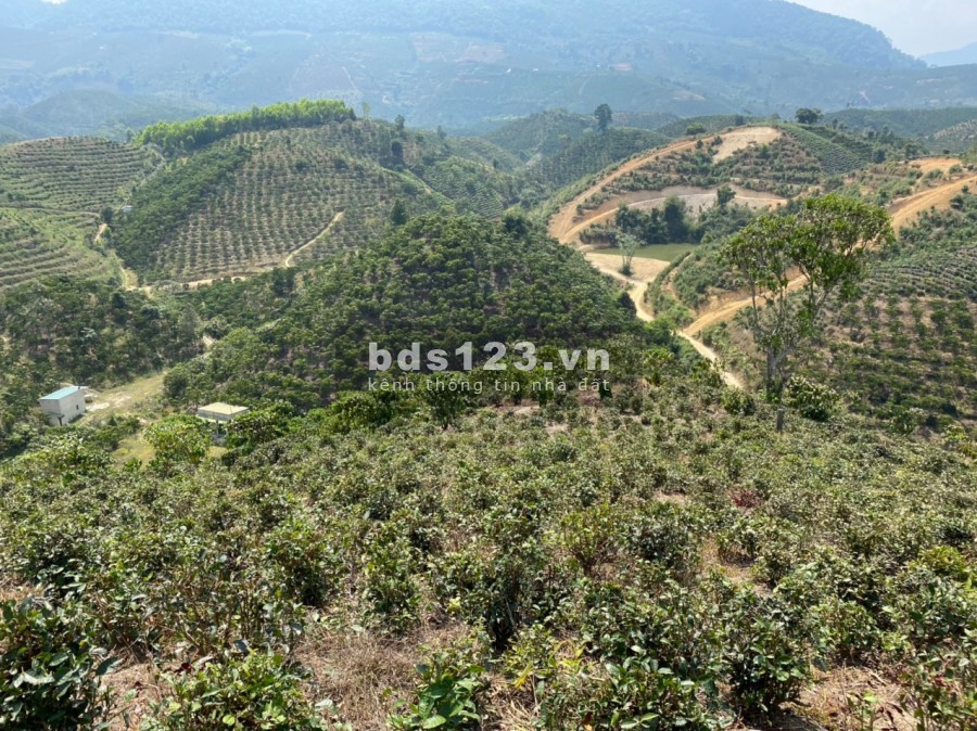 63. Cần bán vườn cafe cách đườngn Blaosere 1km