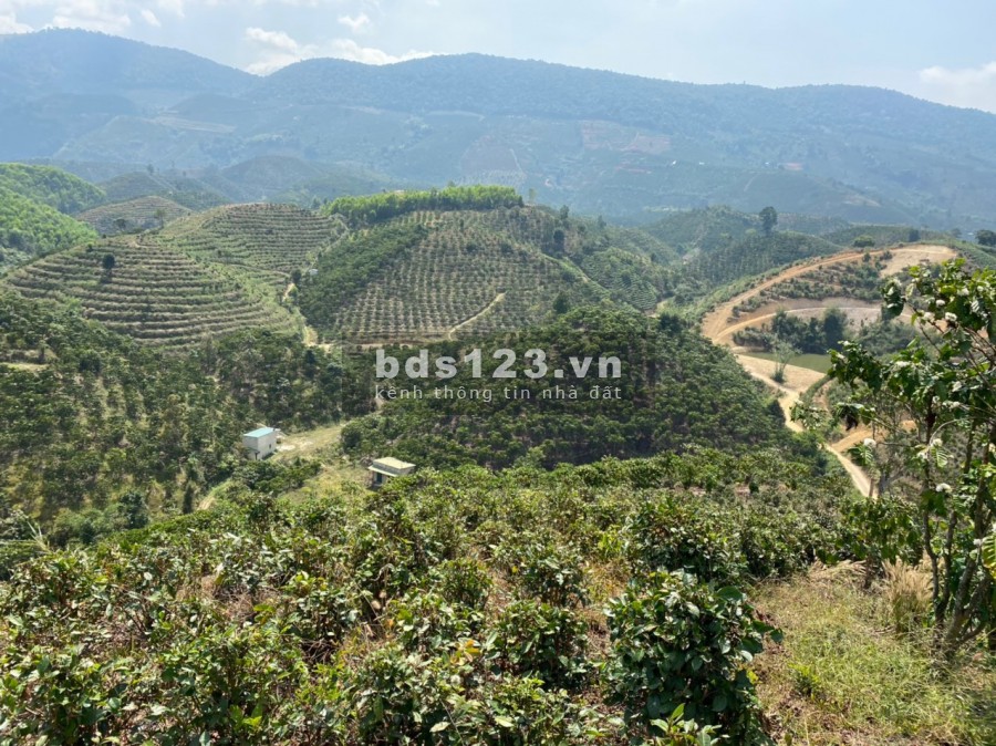 63. Cần bán vườn cafe cách đườngn Blaosere 1km