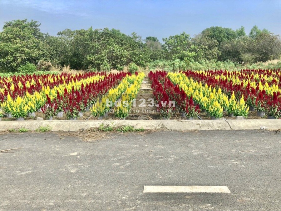 Bán lô đất nền thổ cư 100% liền kề KCN Bàu Xéo. Đối diện trường cấp 2 Huỳnh Túc Kháng.