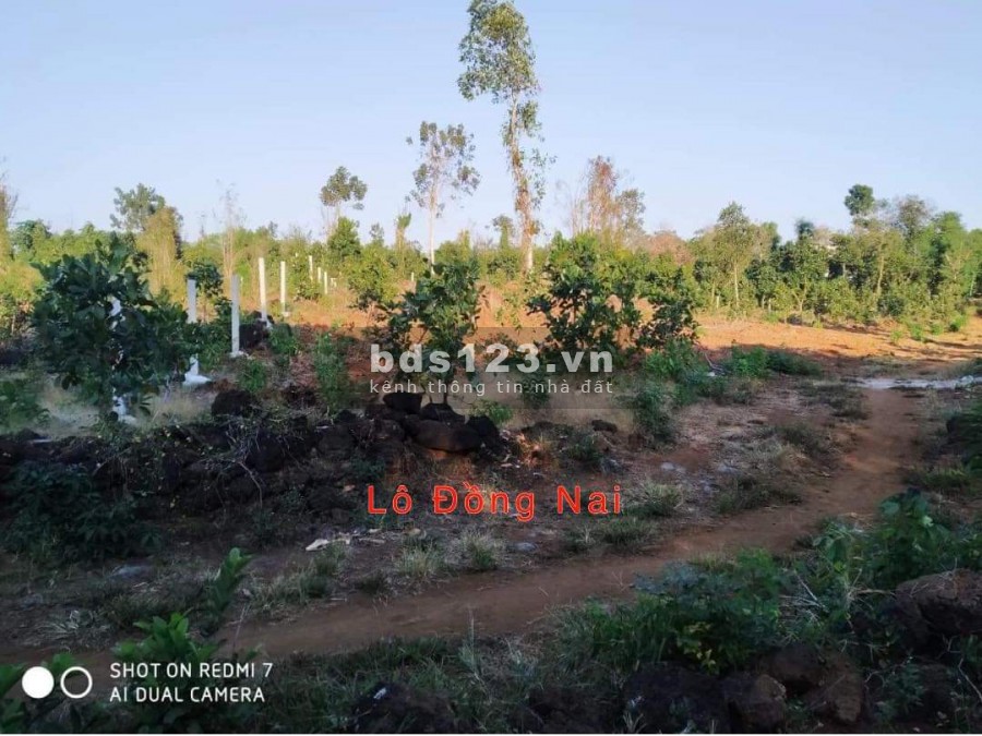 Bán lô đất 2 mặt tiền 2.500 m2, cách chợ Phú Tân , Định Quán, Đồng Nai. Gía bán 1 tỷ, sổ hồng riêng 0919508828