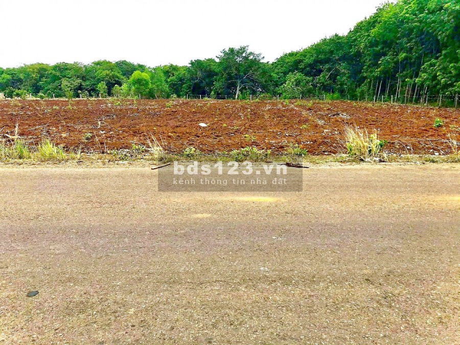 Cần tiền bán gấp vài lô đất sào ngay gần Đại học y dược cơ sở 2 tại Phước Bình Long Thành
