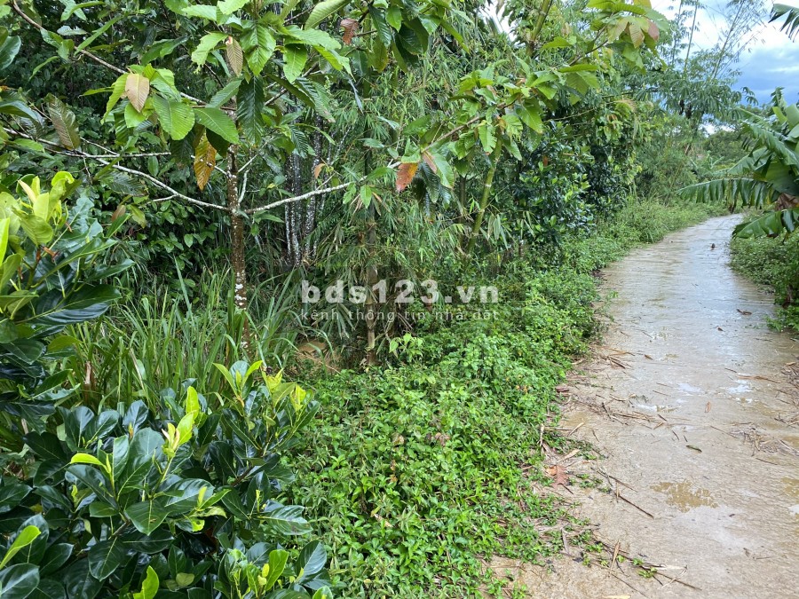 Cần bán lô đất thôn 6 xã Đại Lào tp Bảo Lộc tỉnh Lâm Đồng